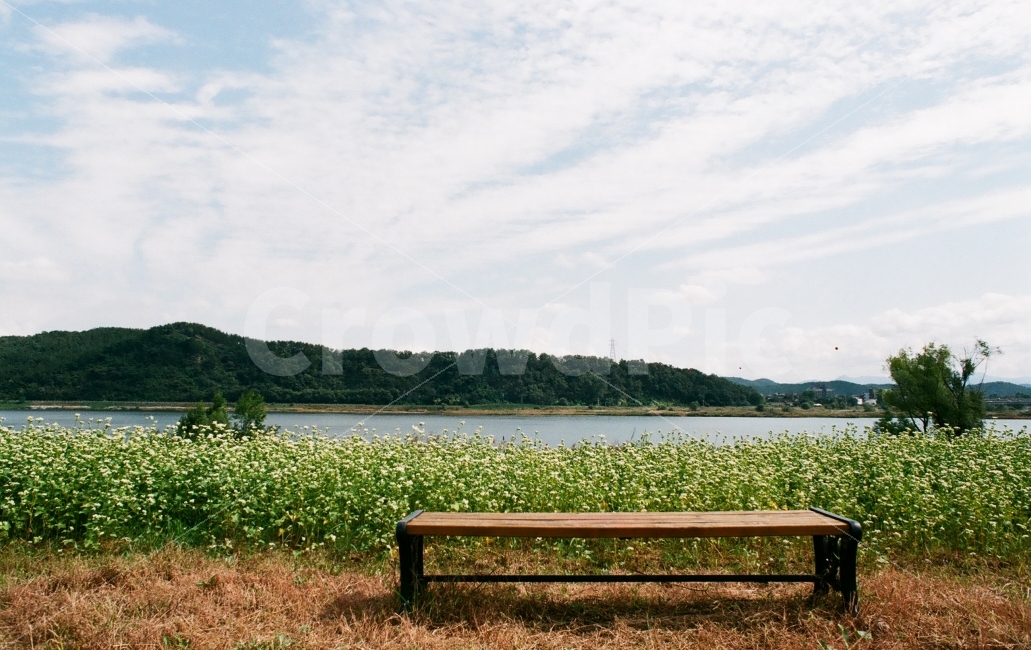 메밀꽃,메밀꽃밭,메밀꽃단지,의자,벤치,자연,풍경,nature,landscape,한국자연풍경,한국자연경관,korea nature landscape,furniture,가구,bench