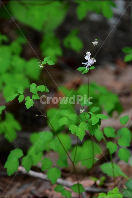 자주꿩의다리,기린초,야생화,생태,식물,자연,꽃,힐링,플라워,wildflower,flower,plants,nature,season,감성,느낌,emotion,feeling,초본,꿩의다리속,식물,자연,plants,nature,꽃,flower