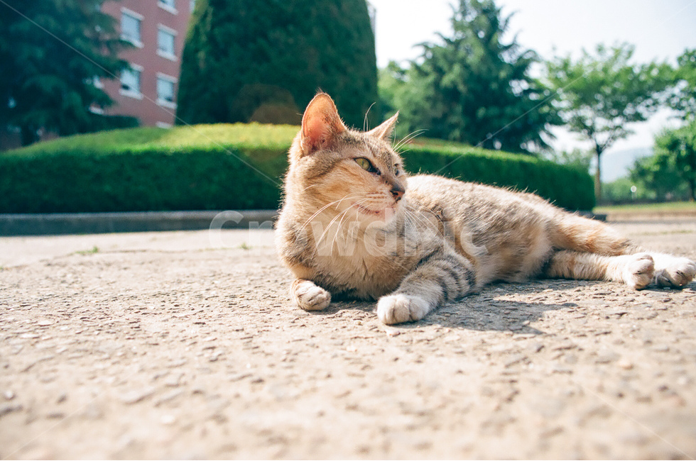 고양이,길고양이,cat,동물,animals,냐옹이,귀여움