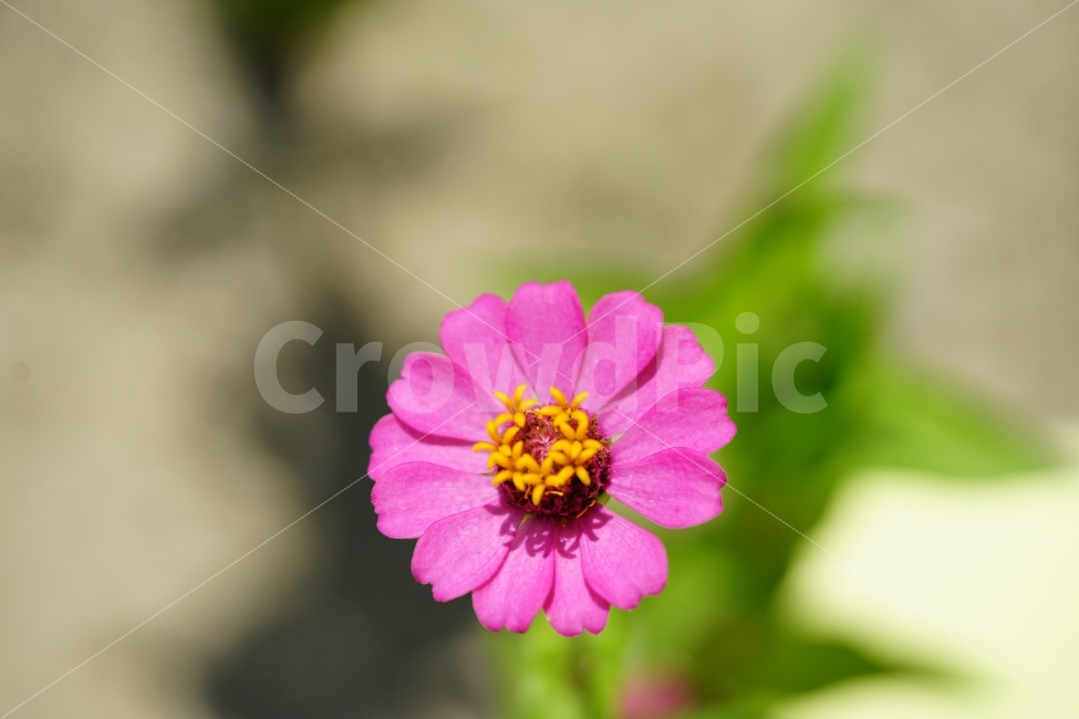 꽃,핑크,분홍,플라워,감성,감성샷,식물,생명,화사,만발,프리티,잎,식물,자연,plants,nature,꽃,flower
