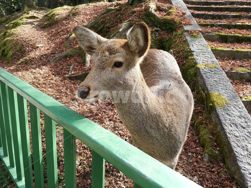 사슴,사슴공원,동물,눈망울,숲,숲속,공원,눈부신,deer,deerpark,narapark,animal,atearinones,forest,garden,park,gardenpark,dazzling,나라공원