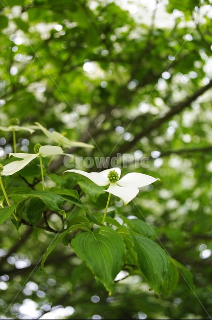 산딸나무,잎,꽃,flower,식물,plant,자연,nature,식물,자연,plants,nature,꽃,flower
