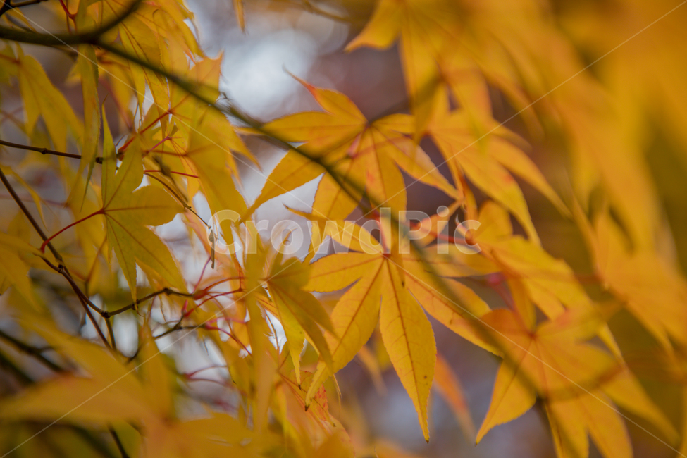 가을,나무,단풍,노랑,물든,가을,계절,fall,autumn,season,leaf,잎,plant,식물,maple,tree