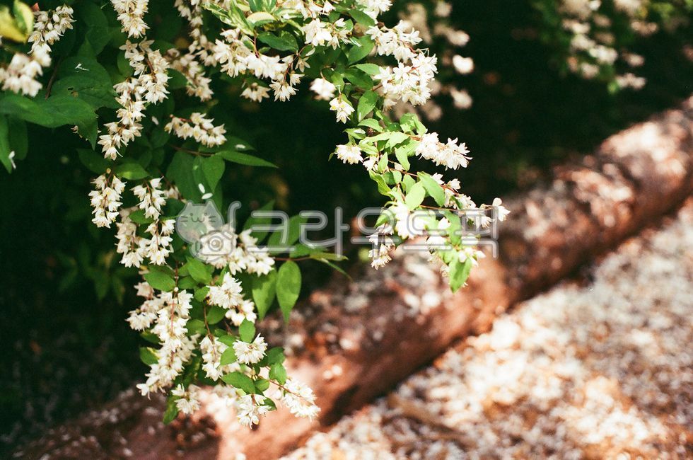 white flower,summer,spring,petal,white,plant,garden,wedding,park