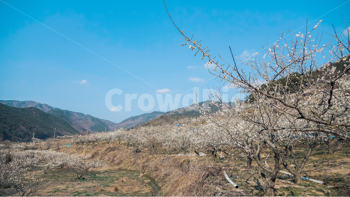 plant,식물,매화,매화꽃,꽃,꽃나무,매화나무,매화꽃나무,빛,봄,봄꽃,봄풍경,봄나무,매화축제,flower,blossom,nature,light,spring,식물,자연,plants,nature,꽃,flower