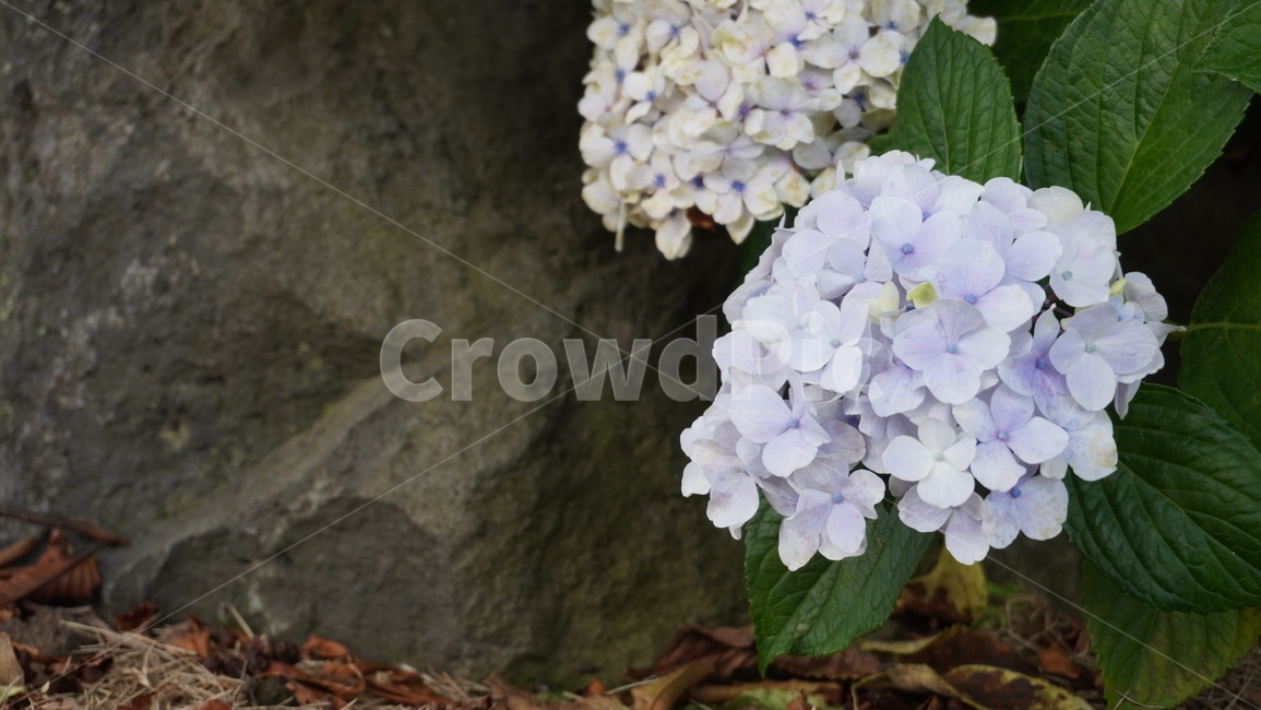 plant,식물,꽃,flower,수국,식물,자연,plants,nature,꽃,flower