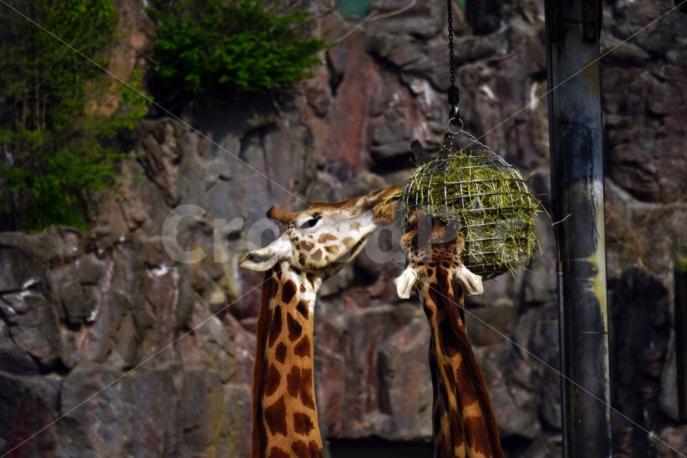 기린,동물,자연,animal,giraffe,snap,snapshot,스냅,스냅사진,스넵,스넵사진,동물원,공원,park,zoo,풍경,landscape,nature,동물,animal,포유류,mammal