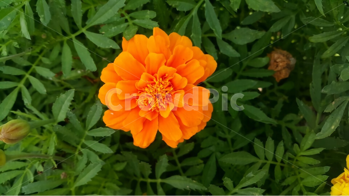 꽃,주황,주황꽃,자연,식물,초록,잎,꽃잎,식물,자연,plants,nature,꽃,flower