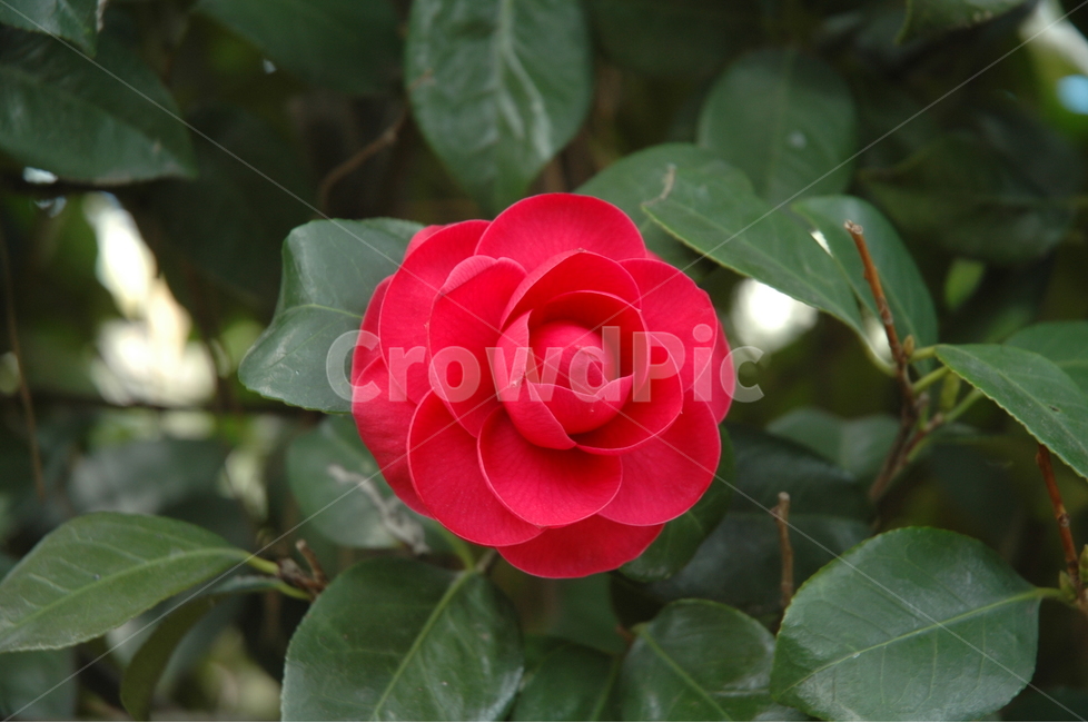동백,빨간동백,꽃,자연,겨울꽃,식물,자연,plants,nature,꽃,flower