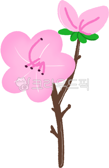 Azalea flower drawing,azalea flower illustration,spring flower,spring,seasonal flower,flower blooming in spring,pink flower,flower branch,azalea,flower bud