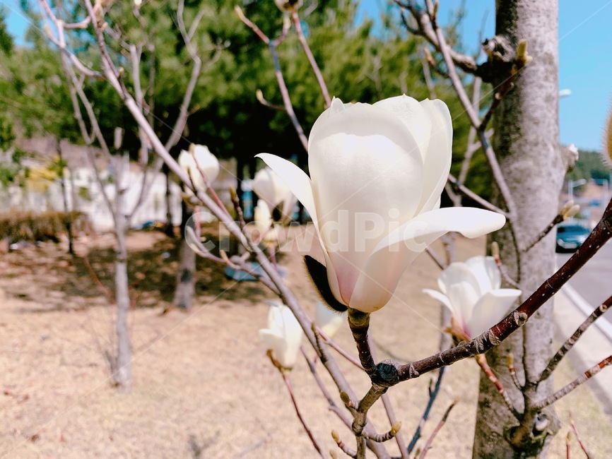 봄,꽃,자연,화창한날씨,목련,식물,자연,plants,nature,꽃,flower