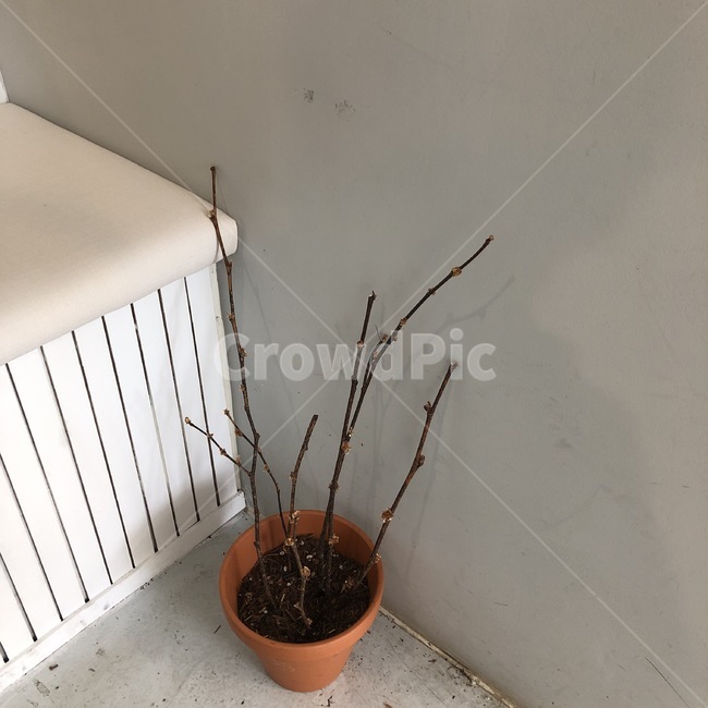 감성사진,힐링,색감,자연,빈티지,풀,화분,실내용화초,화분,화초,house plant