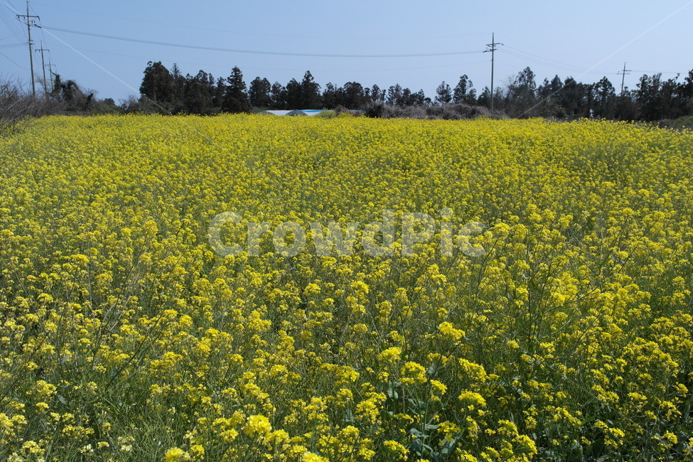 제주도,유채꽃,풍경,봄,농촌,식물,자연,plants,nature,꽃,flower