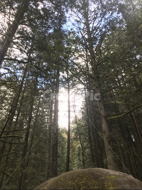 벤쿠버,lynncanyoupark,vancouver,린캐년공원,숲,자연,nature,산,나무,맑은공기,힐링,캐나다