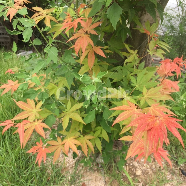 자연,풍경,힐링,휴식,그라데이션,단풍,식물,자연,plants,nature