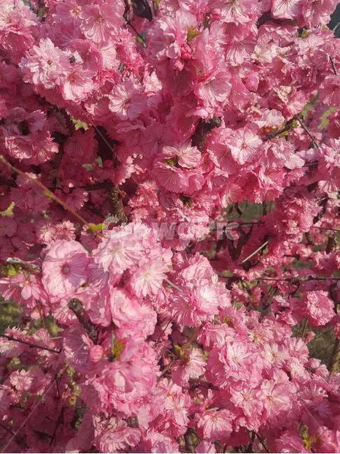 꽃,화려한,봄,분홍색,아름다운,식물,봄꽃,season,beautiful,자연,spring,연분홍색,예쁜,pink