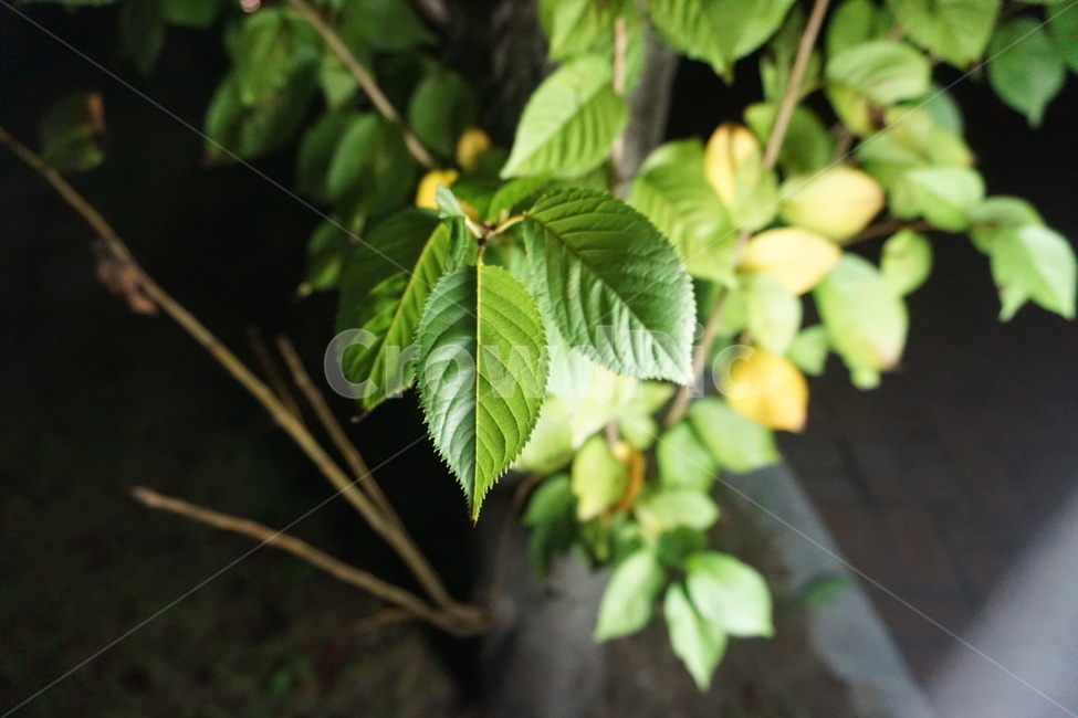 열매,초록잎,자연,잎사귀,초록열매,식물,자연,plants,nature