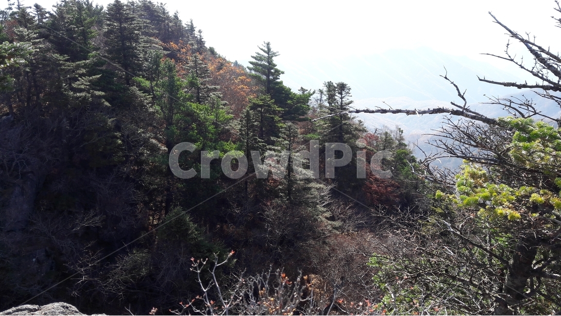 지리산,천왕봉,산,고사목,가을,국립공원,자연,풍경,nature,landscape,한국자연풍경,한국자연경관,korea nature landscape,plant,식물,tree,나무,abies,아비,fir,전나무,conifer,구과 식물