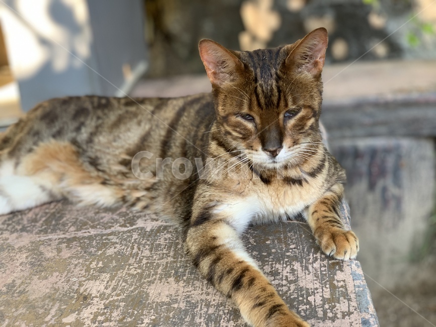 고양이,동물,귀여운,cat,animal,cute,pet,mammal,포유류,동물,animal,포유류,mammal,고양이,cat,kitten,kitty