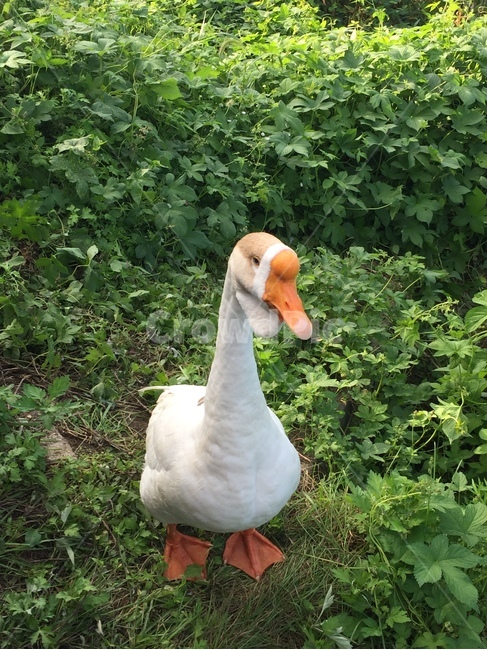 동물,animal,bird,거위,자연,동물,animal,조류,새,birds