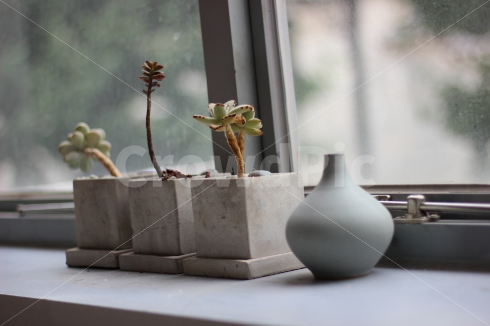 인테리어,사진,포토,화분,선인장,꽃,식물,식물사진,감성,interior,cactus,pot,flower,flowerpot,plants,식물,자연,plants,nature,인테리어,실내디자인,interior design,사물,물건,오브젝트,thing,object,matter,연출,컨셉,콘셉,direction,concept