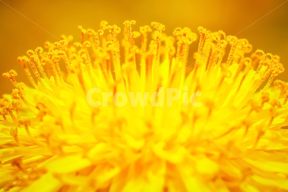 식물,pollen,화분,꽃,민들레,접사,자연,마이크로,flower,nature,background,floral,plant,beautiful,spring,beauty,blossom,꽃수술,decoration,design,leaf,garden,natural,color,flora,illustration,pattern,petal,art,yellow,봄,노랑,closeup,fresh,isolated,season,abstract,bright,colorful,flowers,macro,love,texture,romantic,wallpaper,사랑,식물,자연,plants,nature,꽃,flower