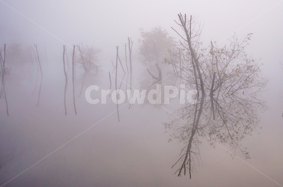 호수,안개,저수지,나무,물안개,식물,자연,풍경,여명,새벽,자연,풍경,nature,landscape,weather,날씨,outdoors,옥외
