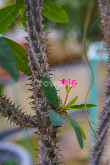 나무,꽃,선인장,따뜻함,가시,빨강,불타는마음,식물,자연,plants,nature,꽃,flower