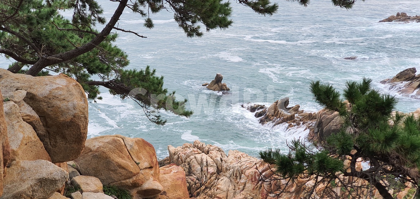 바다,자연,나무,바위,물,한국자연풍경,한국자연경관,korea nature landscape