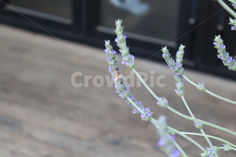 벌,꽃,밀착사진,라일락,자연,아웃포커싱,식물,동물,식물,자연,plants,nature,꽃,flower,동물,animal,곤충,벌레,insect,bug