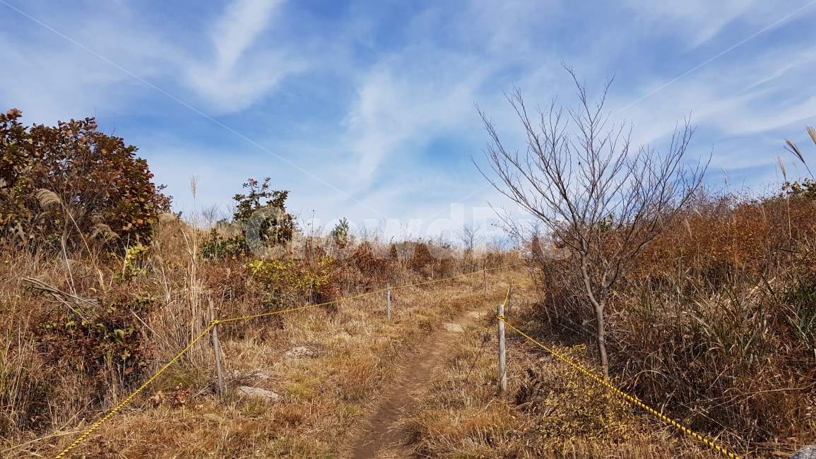 갈대,하늘,구름,산,나무,흙,갈색,푸른,하늘색,cloud,sky,blue,mountain,tree,가을,계절,fall,autumn,season,자연,풍경,nature,landscape,ground,바닥,road,도로,dirt road,흙길,gravel,자갈,outdoors,옥외
