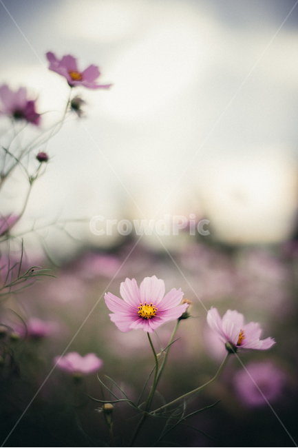 가을꽃,코스모스,보라색꽃,cosmos,꽃,가을,계절,fall,autumn,season,식물,자연,plants,nature,꽃,flower,감성,sensible,feeling,plant,blossom,petal,꽃잎