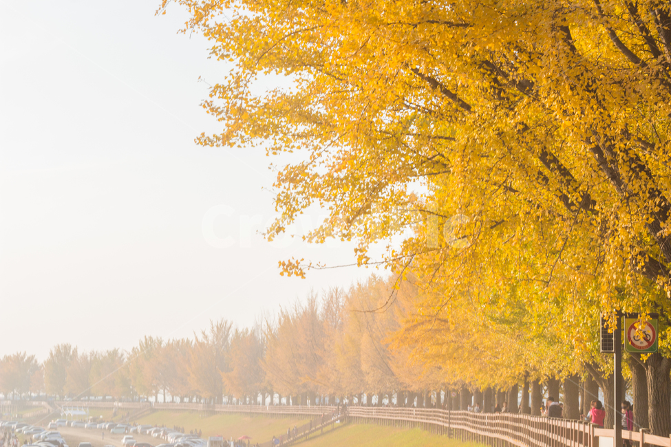은행나무,은행잎,가을,자연,autumn,fall,ginkgo,yellow,은행,가을,계절,fall,autumn,season,자연,풍경,nature,landscape,사람들,대중,군중,other people,crowd,tree,나무,plant,식물,outdoors,옥외