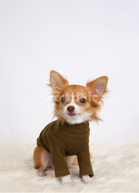 강아지,개,스튜디오,앉아있는강아지,흰색배경,치와와,장모치와와,옷입은강아지,dog,puppy,studio,sittingdog,whitebackground,chihuahua,longhairedchihuahua,dresseddog,동물,animal,포유류,mammal,개,강아지,dog,doggy