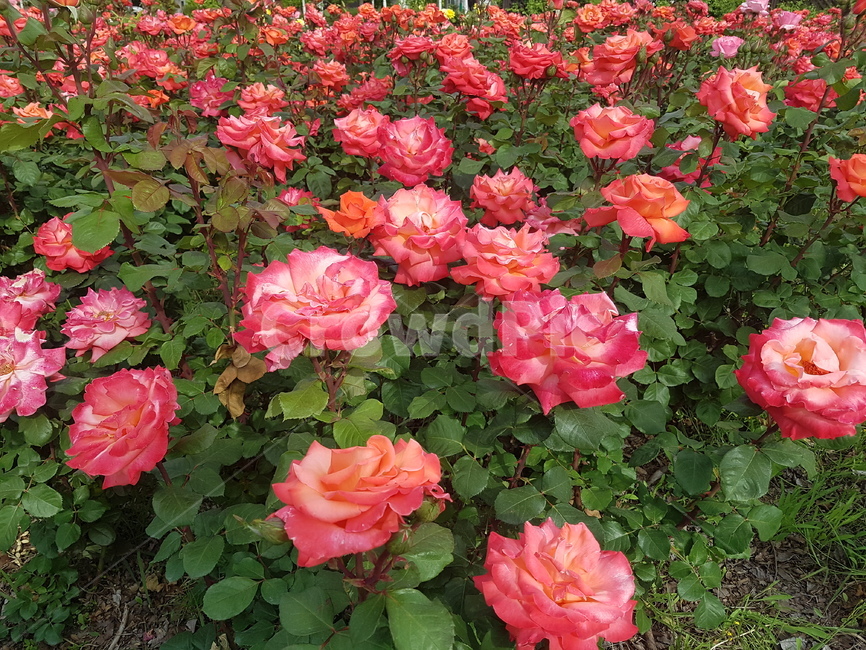 자연,꽃,장미,식물,rose,꽃밭