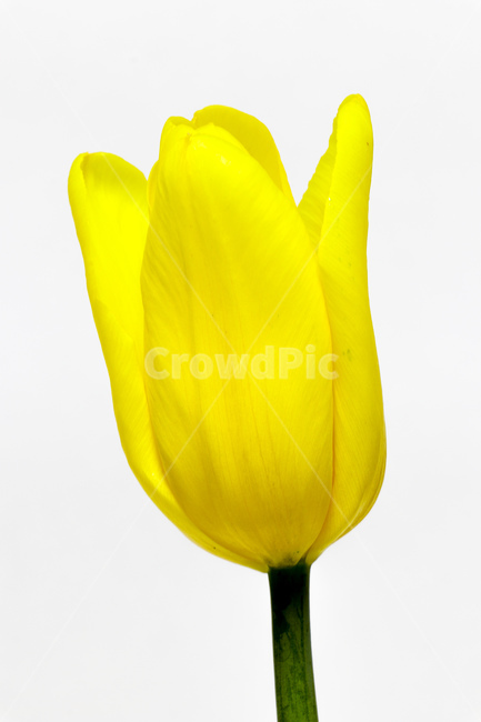 꽃,식물,flower,blossom,plant,튤립,꽃,flower