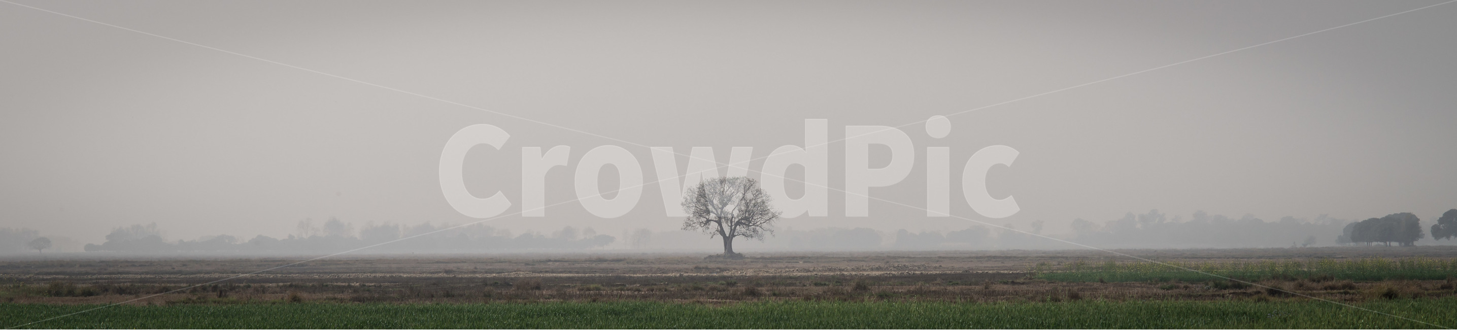 풍경,나무,들판,안개,파노라마,자연,풍경,nature,landscape,식물,plants,나무,trees,wood,weather,날씨