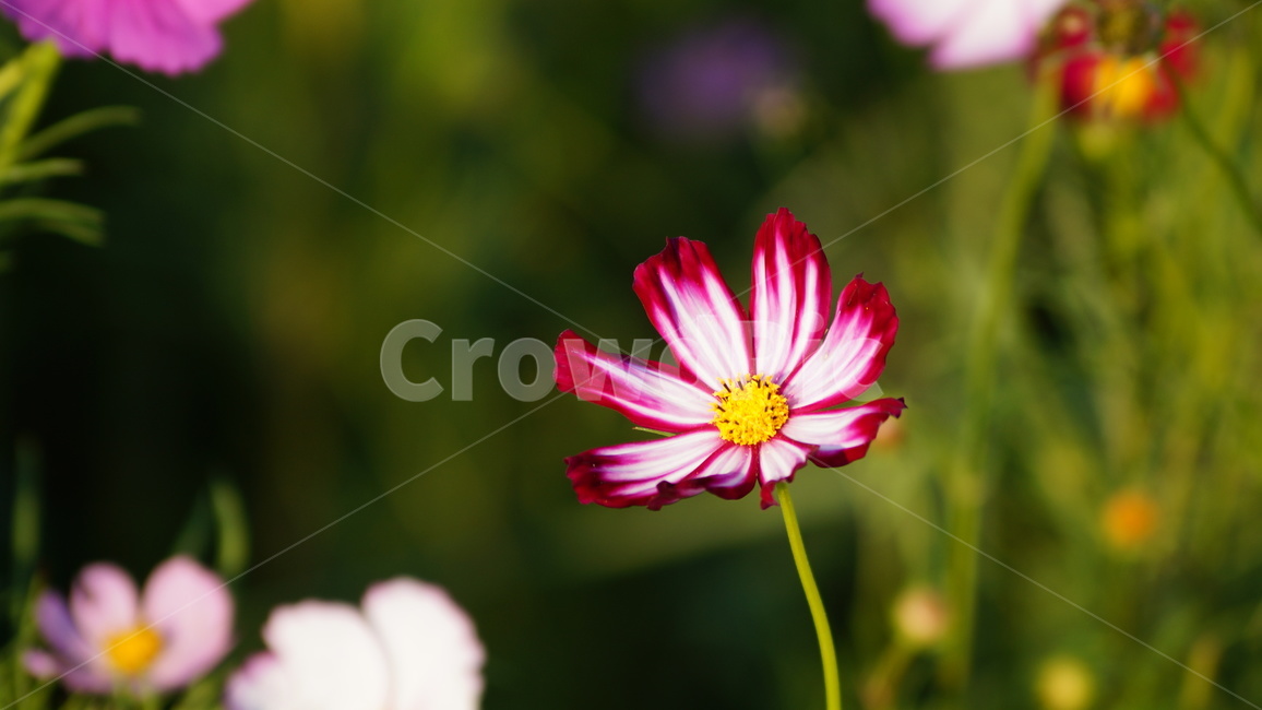 꽃,꽃길,코스모스,코스모스축제,식물,가을,계절,fall,autumn,season,식물,자연,plants,nature,꽃,flower,plant