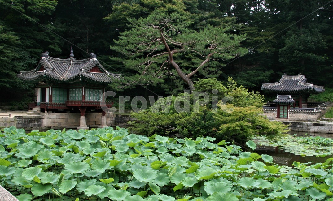 창덕궁후원,비원,창덕궁,송파문화원,서울5대궁궐,한국전통,한국문화,korean traditional,korean culture,건축물,건물외관,exterior,building,structure,architecture,construction