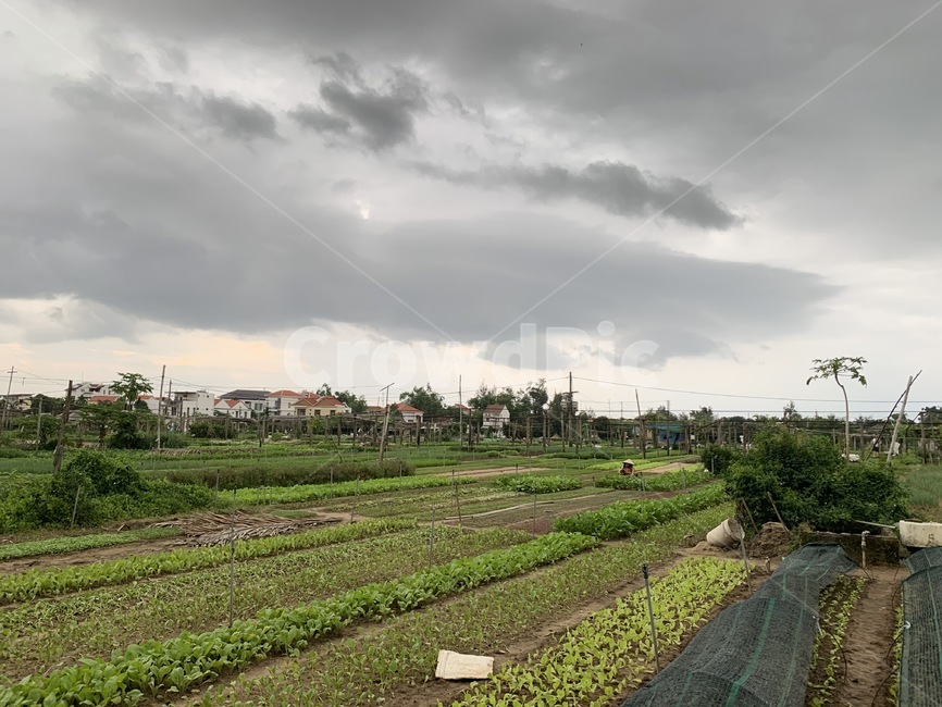 farm,농장,자연,nature,농촌,농업,농사,agriculture,farming,farming industry