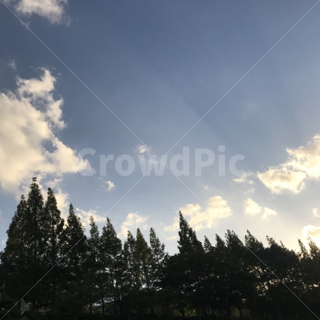 sunset,tree,하늘,cloud,구름,노을,나무,warm,자연,풍경,nature,landscape,fir,전나무,plant,식물,light,빛,flare,플레어
