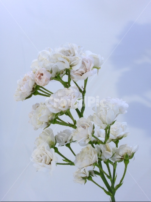 꽃,장미,화려,식물,자연,백색
