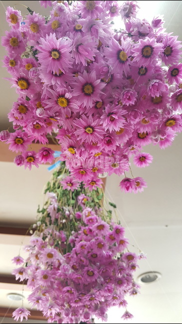magnolia,purpleflower,속씨식물,쌍떡잎식물,목란,영춘화,나무의연,자목련,두란,임란,황심,목련,꽃,봄꽃,봄,자주색,Spring,Flowers,Purple,prettyflower,Beautifulflower,Pure,순수,식물,Plants,아름다운,접사자연,nature,그래픽,웹디자인,sensible,flower,식물도감,야생화,들꽃,배경,느낌,감성,인쇄,디자인,전단,잡지,wepdesign,design,advertisement,column,컬럼,뉴스레터,마케팅,홍보물,홍보,강아지풀,외떡잎식물,벼목,화본과의한해살이풀,개꼬리풀,구미초,빛,light,lighting,빛사진,feel,분위기,출판물,소국,국화,식물,자연,plants,nature,꽃,flower