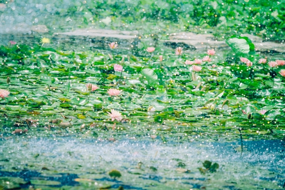 연꽃,공원,분수,여름,여행,자연,풍경,nature,landscape,여름,계절,summer,season,휴식,힐링,rest,relaxation,healing,plant,식물,water,물,outdoors,옥외,land,땅