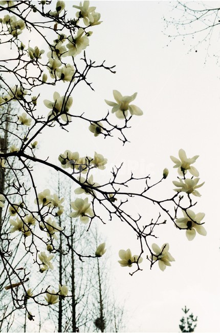 봄,봄꽃,목련,spring,magnolia,하늘,필름사진,filmphotography,film,나뭇가지,branch,흰색,하양,white,nature,자연,꽃,flower,springflower봄,springflower,봄,계절,spring,season,식물,자연,plants,nature,꽃,flower,plant