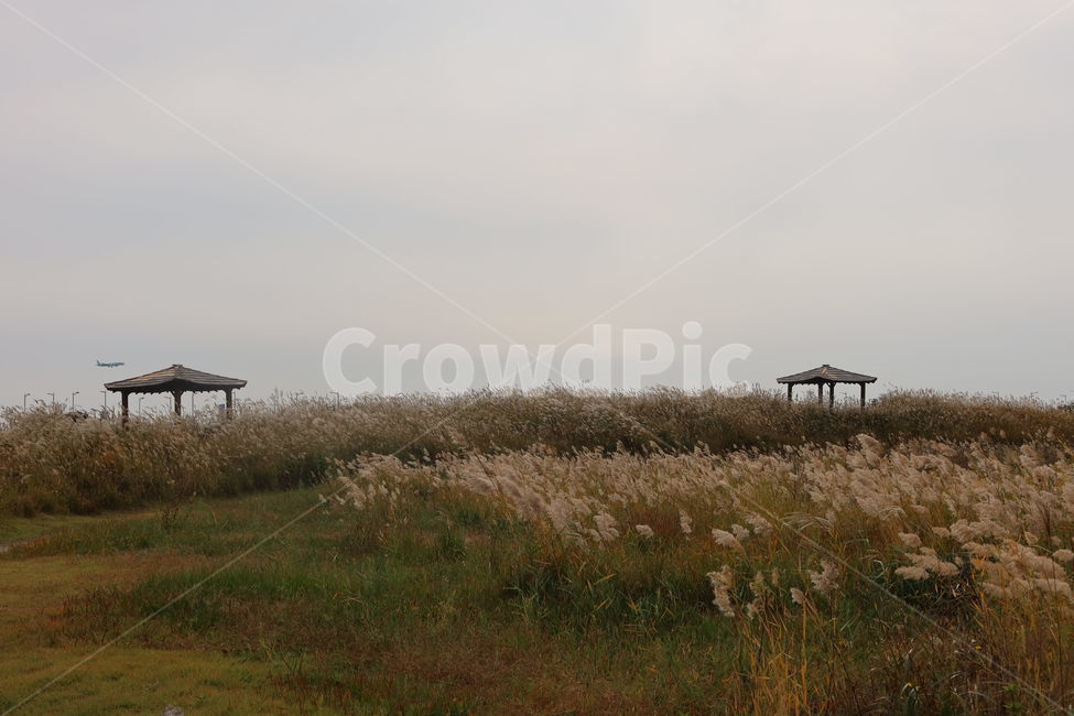 nature,자연,grass,잔디,plant,식물,오두막,갈대,억새,하늘
