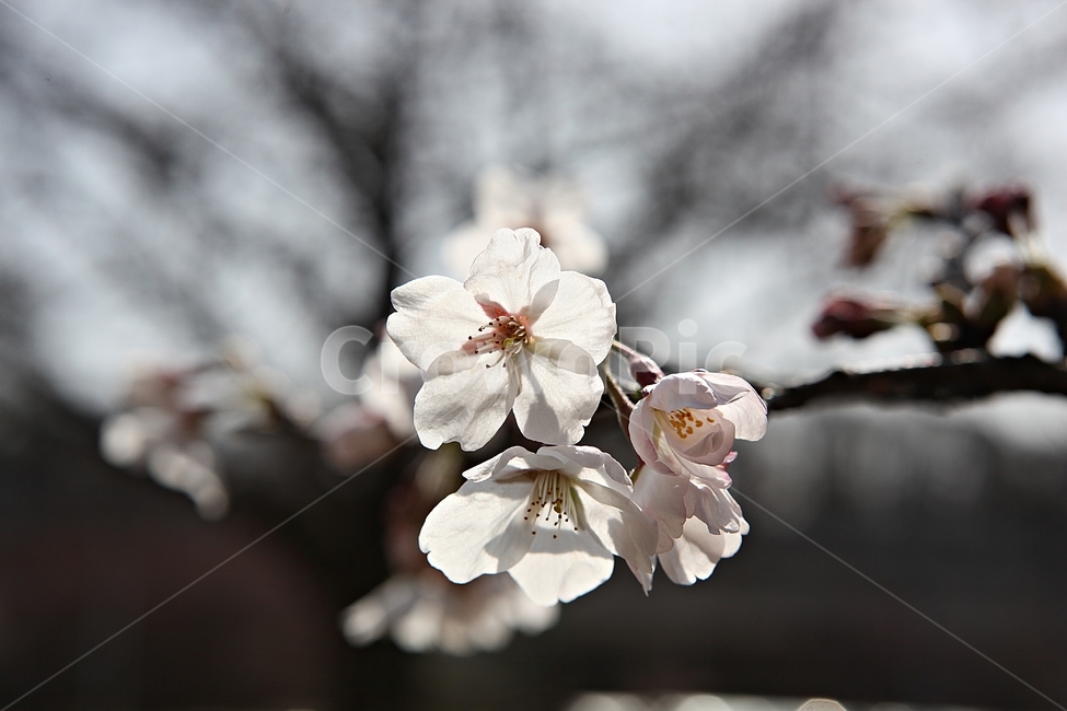 벗꽃,벗나무,꽃,봄꽃,벗꽃잎,꽃잎,식물,자연,공원,식물,자연,plants,nature,꽃,flower