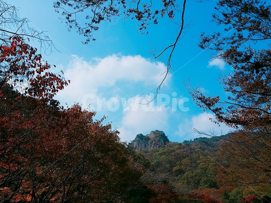 식물,plant,나무,tree,자연,nature,풍경,구름,cloud