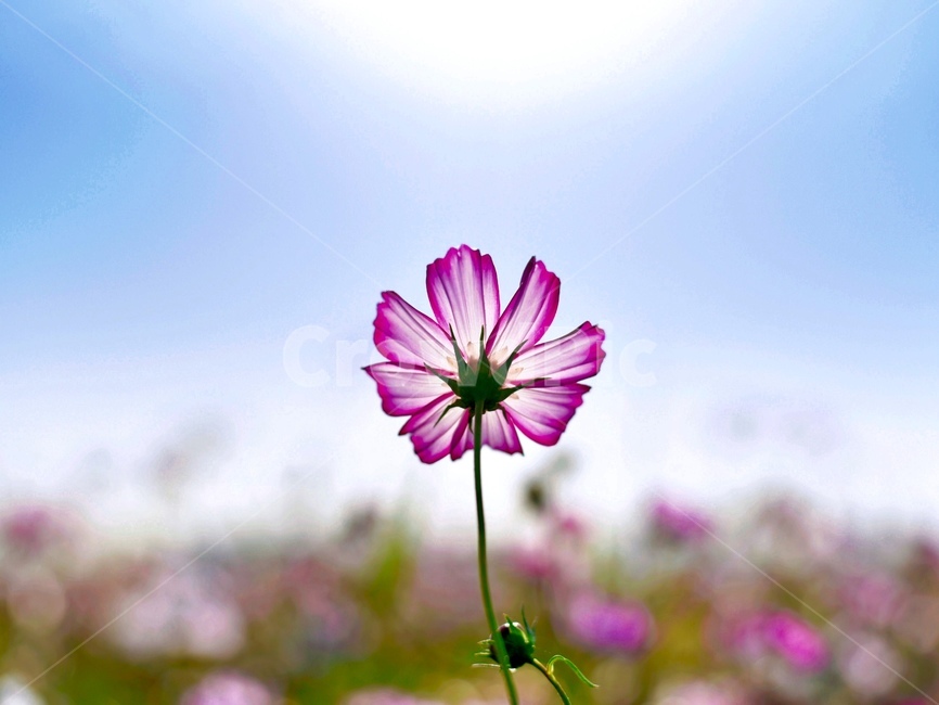 plant,식물,꽃,코스모스,flower