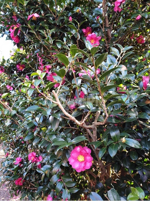 길,식물,정원,옥외,동백,식물,자연,plants,nature,꽃,flower